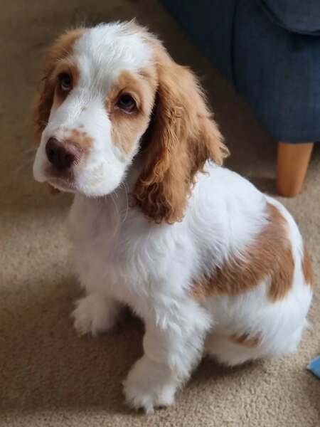Is there a new puppy survival thread?