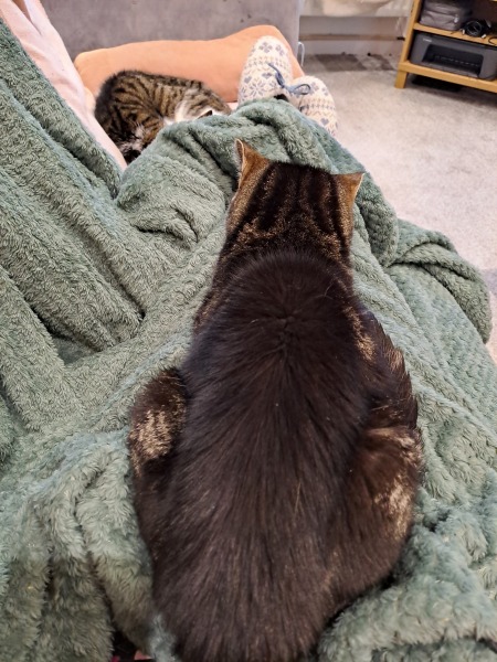 Do some cats just not like laps?