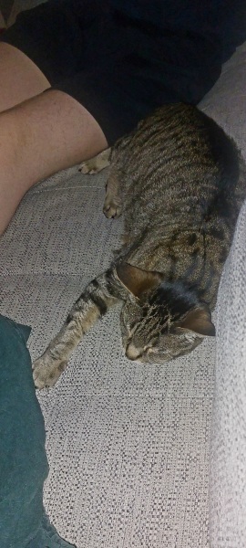 Cat tired in this weather