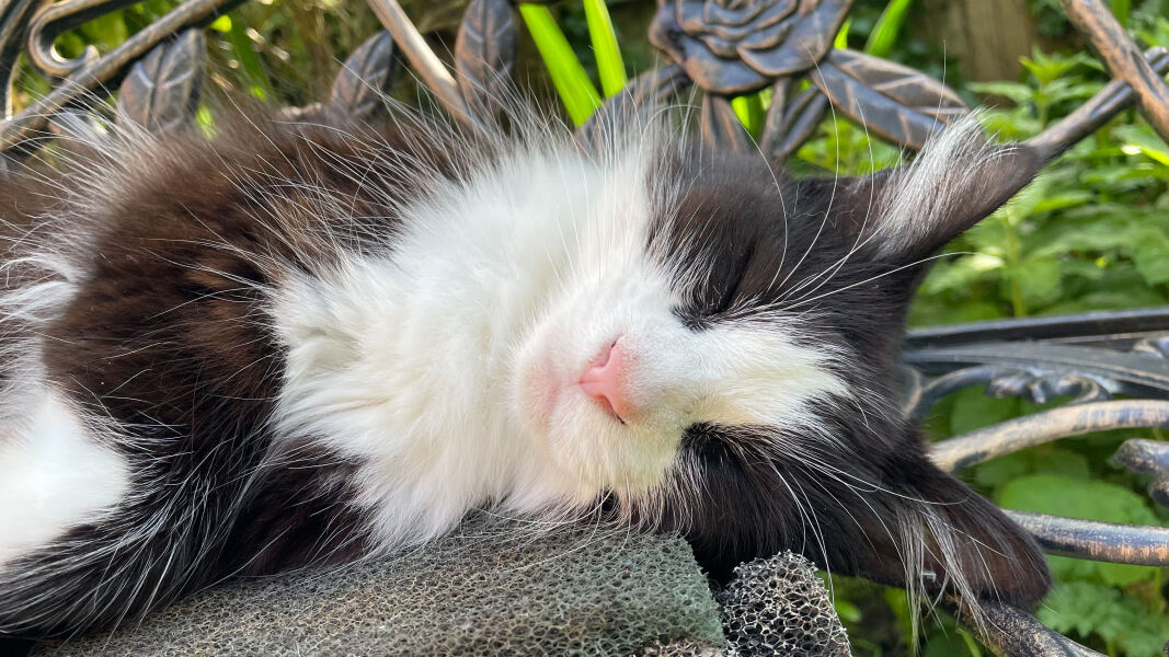 Cat tired in this weather