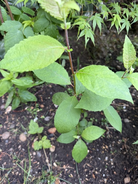 plant ID please - are either of these self-seeders worth keeping?