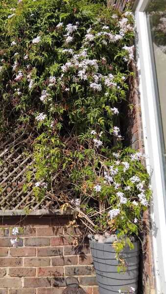 Why is my Jasmine dying?