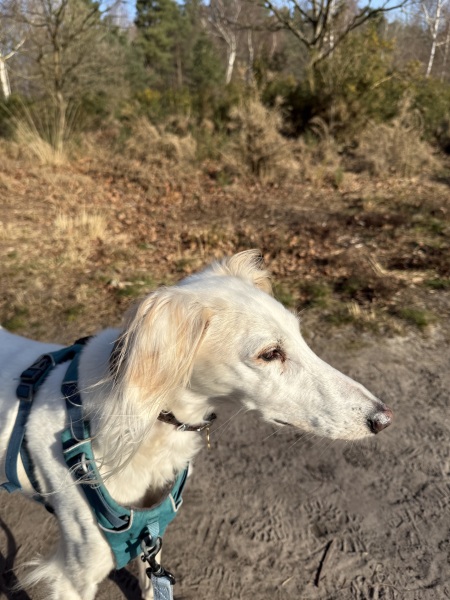Anyone else haunted by how their previous dog died and panic with their new dog…