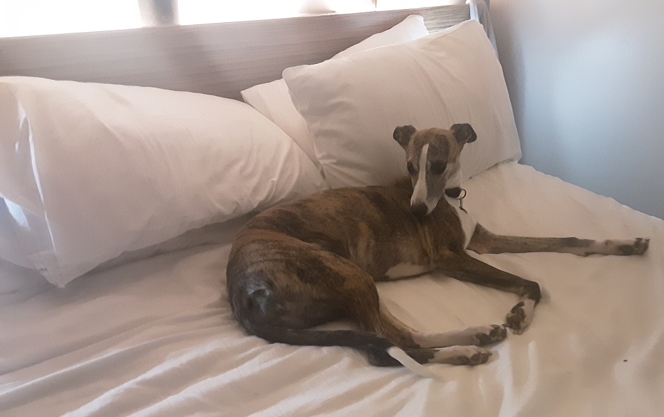 I’m staying in a Travelodge, guess how many rooms have dogs booked in?
