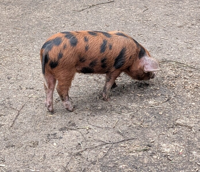 Year Round Nigel Slater discussion thread - Part 4