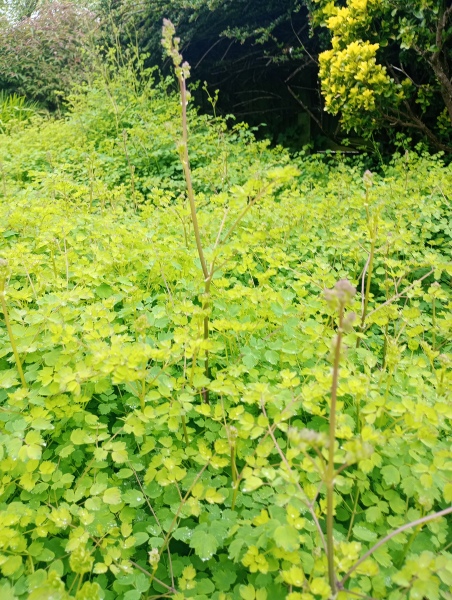What plant is this in my garden, and should I keep it?