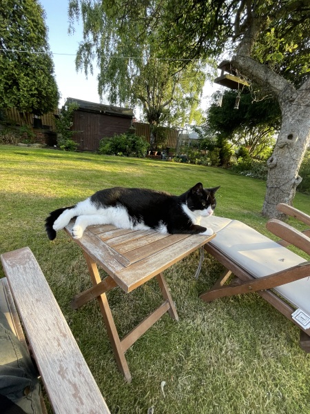 Cat tired in this weather