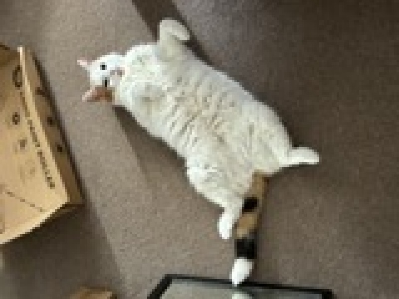 Get A Compass! The Excellent Cats embrace a new rallying cry