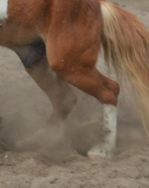 Can stables weigh my daughter rather than accept my word?
