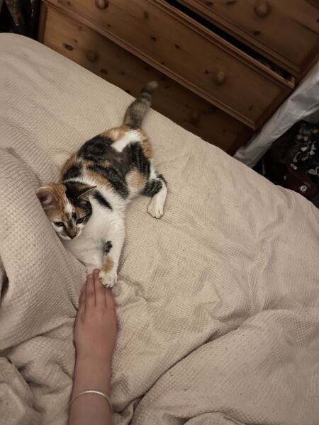 New tiny kitten