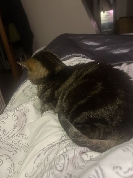 Do some cats just not like laps?