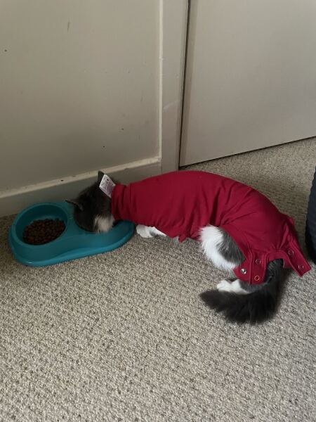 New tiny kitten