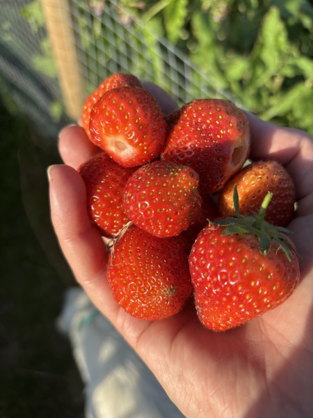 2026 Allotmenteers - have we lost the plot?!