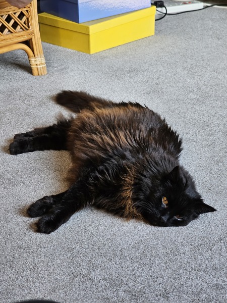Get A Compass! The Excellent Cats embrace a new rallying cry