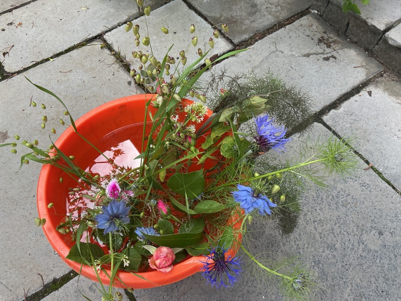What have you done in the garden today? Part 8