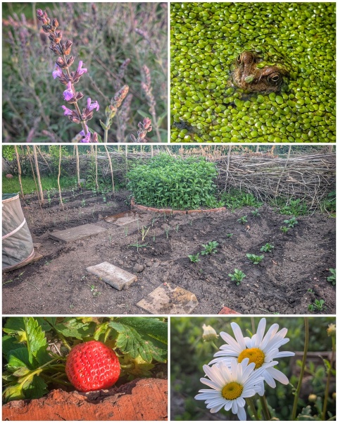 2026 Allotmenteers - have we lost the plot?!