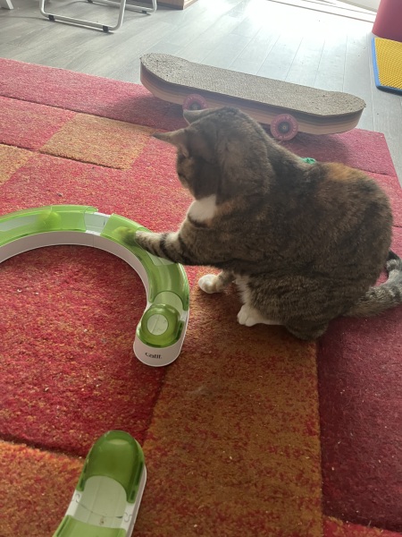 Get A Compass! The Excellent Cats embrace a new rallying cry