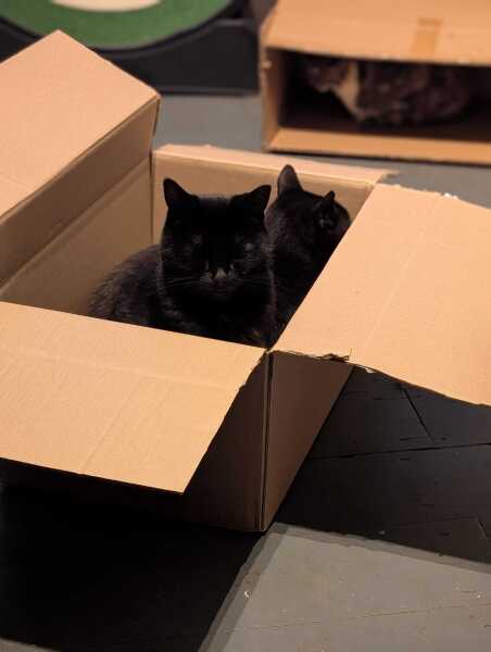 Get A Compass! The Excellent Cats embrace a new rallying cry
