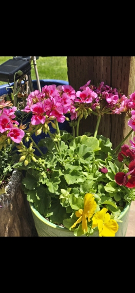 May flowers & spring cleaning - flylady style