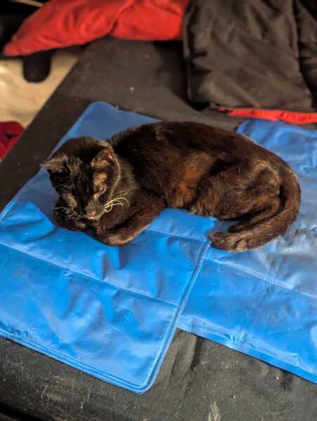 Get A Compass! The Excellent Cats embrace a new rallying cry
