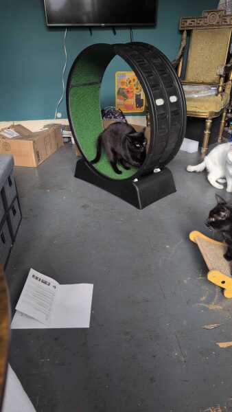 Get A Compass! The Excellent Cats embrace a new rallying cry