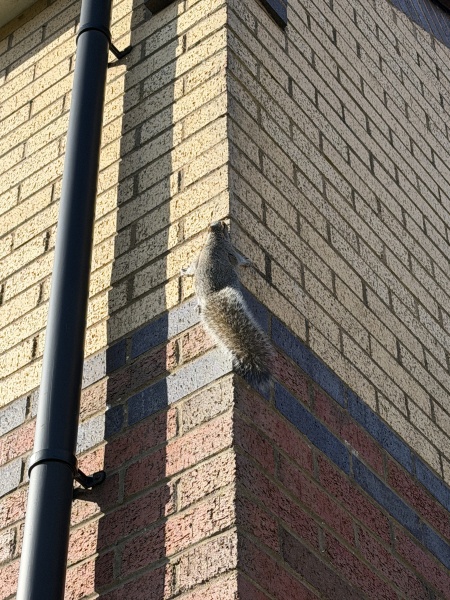 Housing association says squirrel infestation is my responsibility, what can I do if I don't have the money?