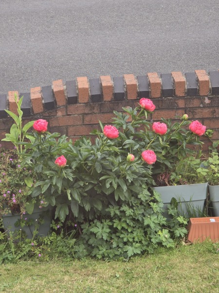 What have you done in the garden today? Part 8