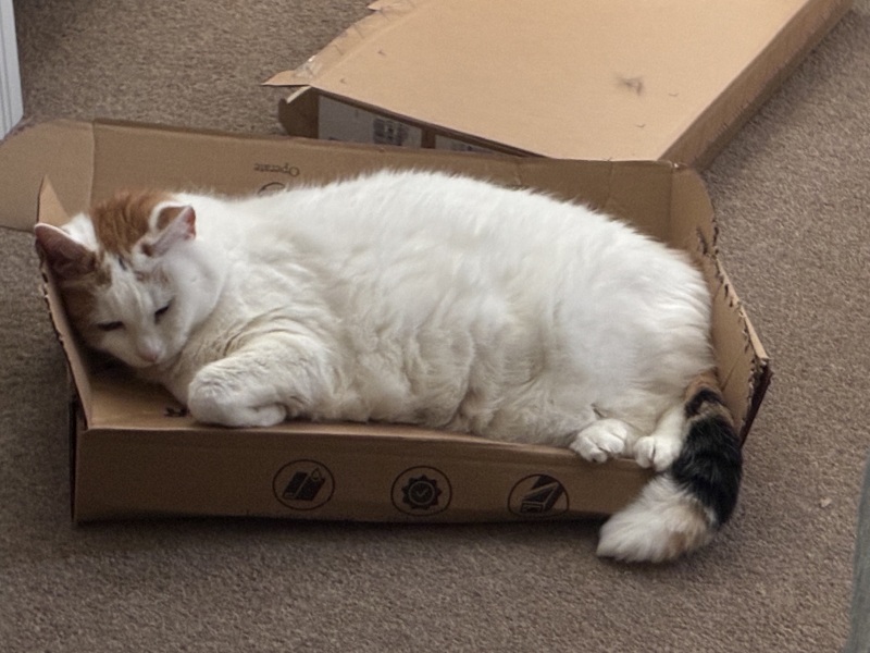 Get A Compass! The Excellent Cats embrace a new rallying cry
