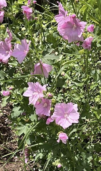 Mystery plant.