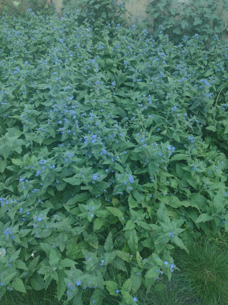 Help with weed ridden garden