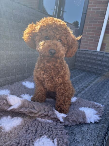 What has surprised you most about dog ownership?