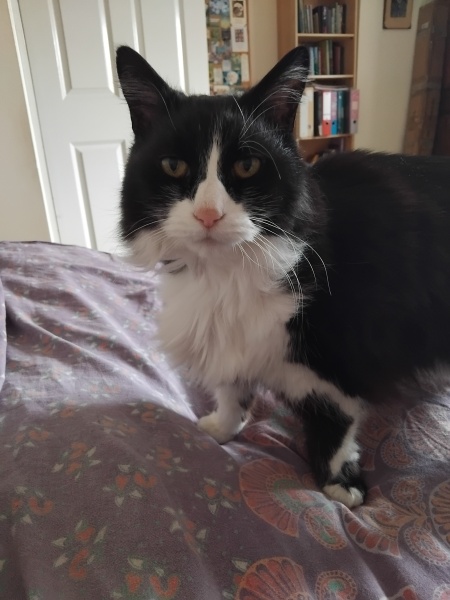 Weight loss in a cat with kidney disease despite eating