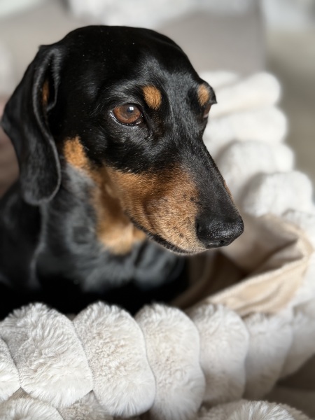 What has surprised you most about dog ownership?