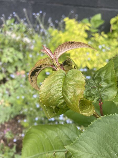 Ants on my cherry? What do I do