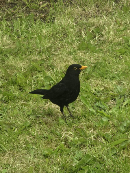 What have you done in the garden today? Part 8