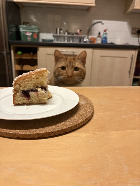 Weirdest thing your cat has eaten?