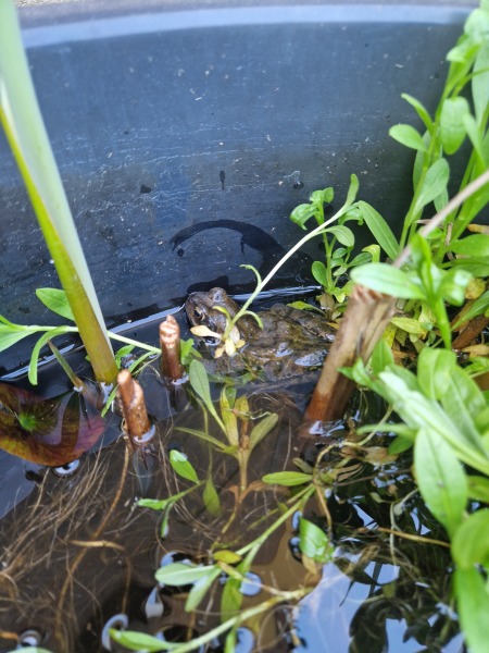 Calling all pond owners