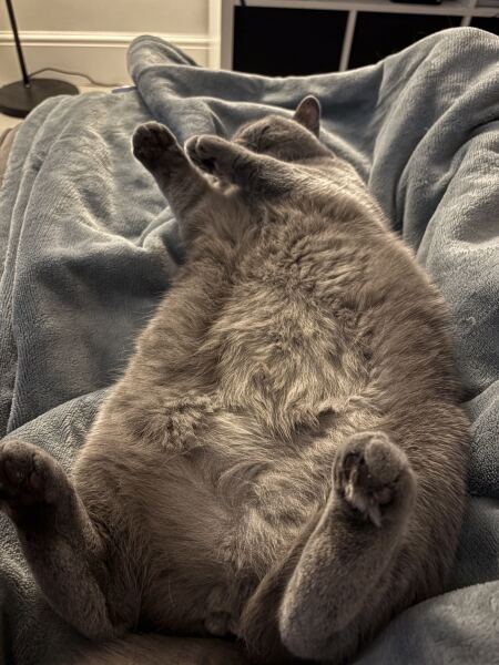 Will our calm British Shorthair kitten stay easy-going as she grows?