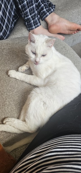 Cat tired in this weather