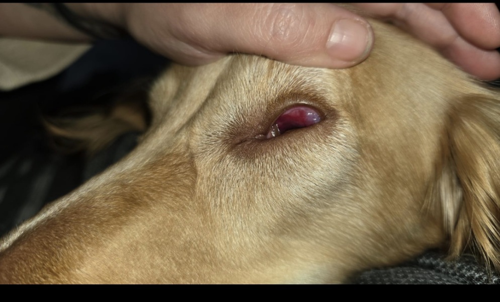 Any vets/ vet nurses about? Urgent help needed.
