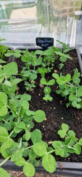 Quick to grow food plant?
