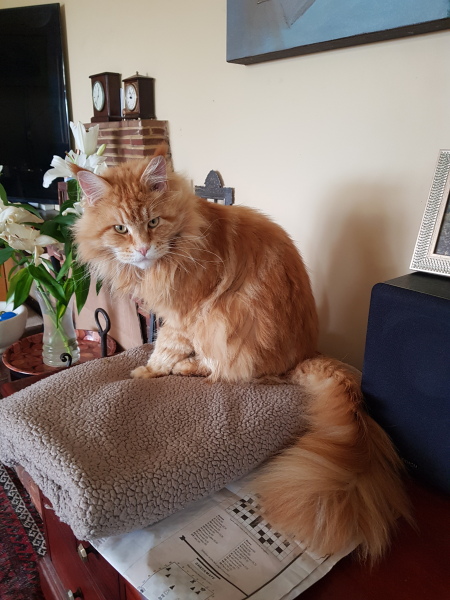Getting another cat after loss with an existing cat.. advice?