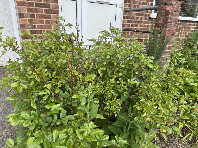How to care for this kind of rose?