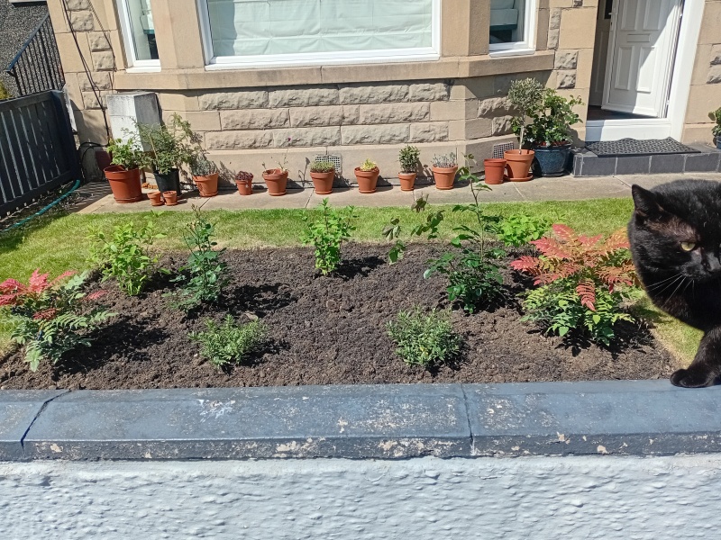 Designing a flowerbed (shrubs) for front garden (no dig)