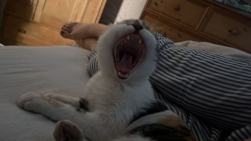 New tiny kitten