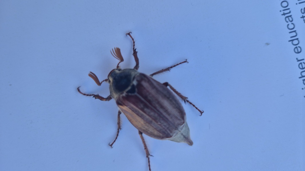 Where are the May bugs?
