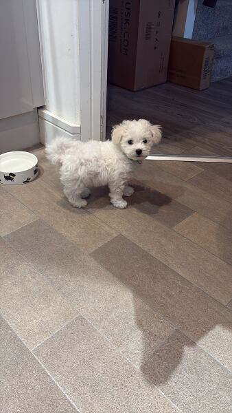 Is there a new puppy survival thread?
