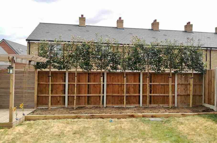 Rose advice to cover upsetting extension