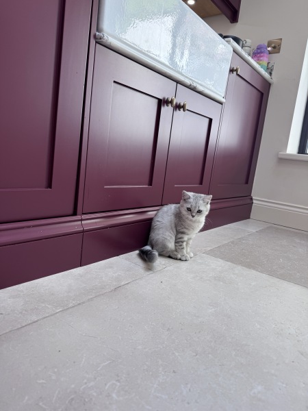 Will our calm British Shorthair kitten stay easy-going as she grows?