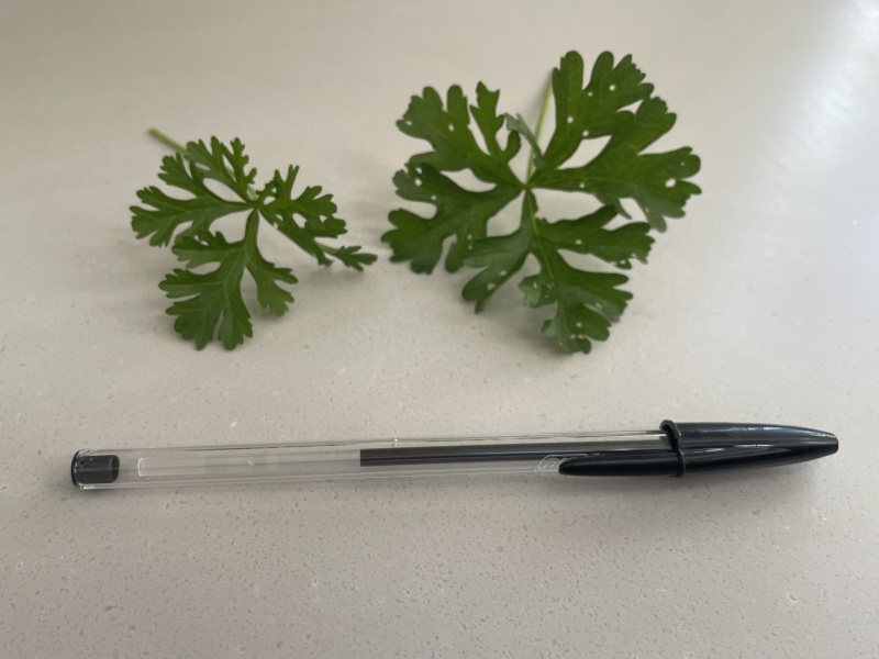 Mystery plant.